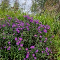 Aster ‘Royal Velvet’