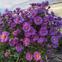 Aster ‘Royal Velvet’