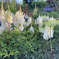 Astilbe ‘Weisse Gloria’