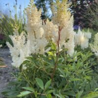 Astilbe ‘Weisse Gloria’