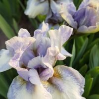 Iris ‘Chubly Cheeks’