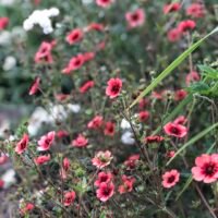 Potentilla nepalensis ‘Miss Willmott’