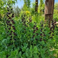 Baptisia ‘Duch Chocolate’