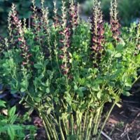 Baptisia ‘Duch Chocolate’