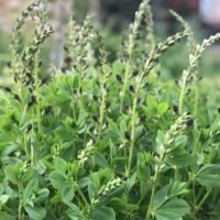 Baptisia ‘Duch Chocolate’