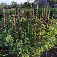 Baptisia ‘Duch Chocolate’