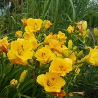 Daylily (=Hemerocallis) ‘Camden Gold Dollar’