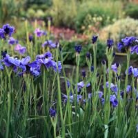 Iris sibirica ‘Ships are Sailing’