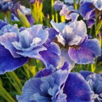 Iris sibirica ‘Ships are Sailing’