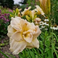 Daylily (=Hemerocallis) ‘Jean Swann’