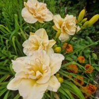 Daylily (=Hemerocallis) ‘Jean Swann’