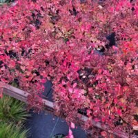 Sedum populifolium ‘Janet Poor’