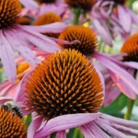 Echinacea purpurea