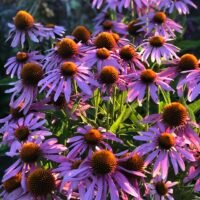 Echinacea purpurea