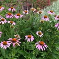 Echinacea purpurea