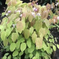Epimedium x youngianum ‘Roseum’