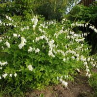 Dicentra spectabilis