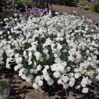 Dianthus plumarius ‘Haytor’