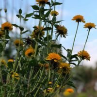 Heliopsis helianthoides ‘Asahi’