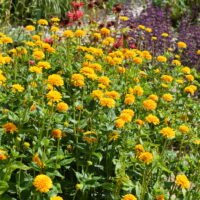 Heliopsis helianthoides ‘Asahi’