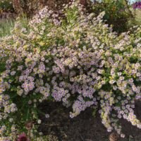 Aster lateriflorus ‘Lovely’