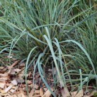 Carex panicea ‘Pamira’