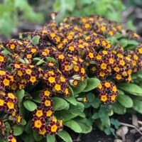 Primula ‘Gold Lace’