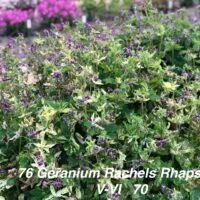 Geranium ‘Rachel’s Rhapsody’