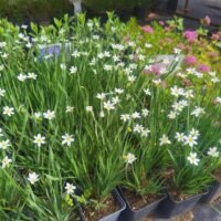 Sisyrinchium Alba