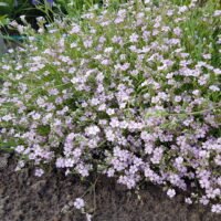 Gypsophila repens