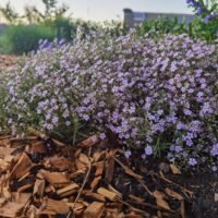 Gypsophila repens