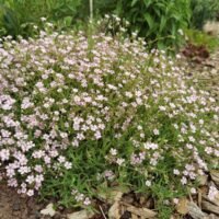 Gypsophila repens