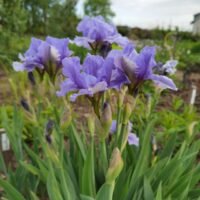 Iris b.p.