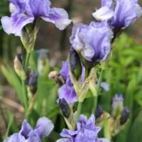 Iris b.p.