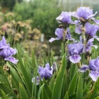 Iris b.p.
