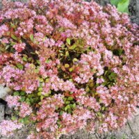 Sedum populifolium ‘Janet Poor’