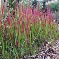 Imperata ‘Red Baron’
