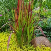 Imperata ‘Red Baron’