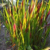 Imperata ‘Red Baron’