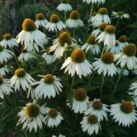 Echinacea purpurea ‘Alba’