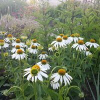 Echinacea purpurea ‘Alba’