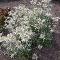 Leontopodium alpinum