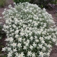 Leontopodium alpinum