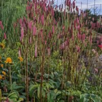 Sanguisorba ‘Blachthorn’