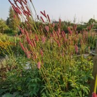 Sanguisorba ‘Blachthorn’