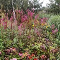 Sanguisorba ‘Blachthorn’