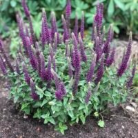 Teucrium hircanicum