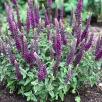 Teucrium hircanicum