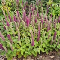 Teucrium hircanicum