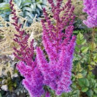 Astilbe ‘Purpurlanze’
